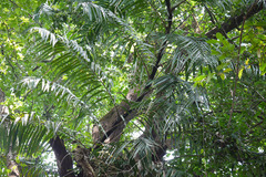 Calamus thwaitesii var. thwaitesii